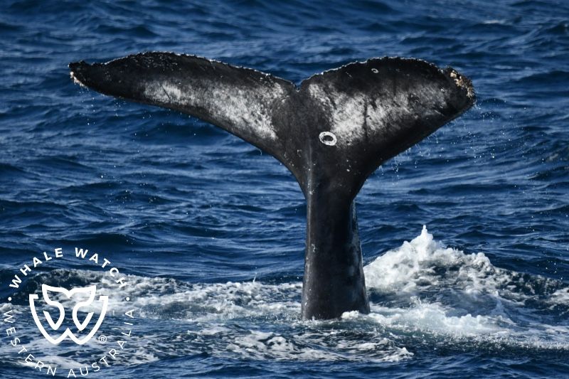 Whale Watch Western Australia