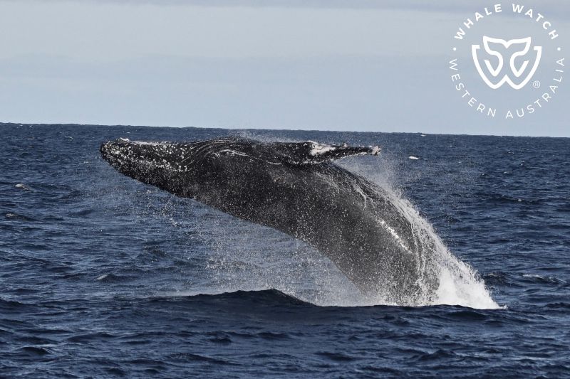 Whale Watch Western Australia