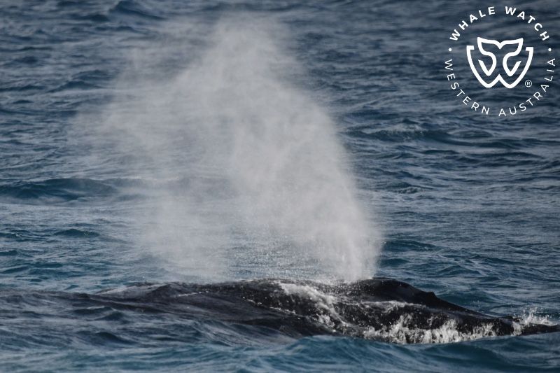 Whale Watch Western Australia