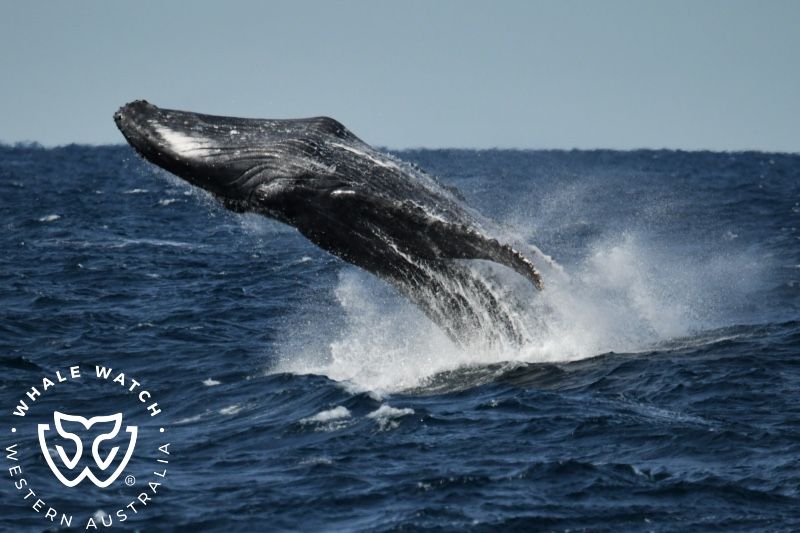 Whale Watch Western Australia
