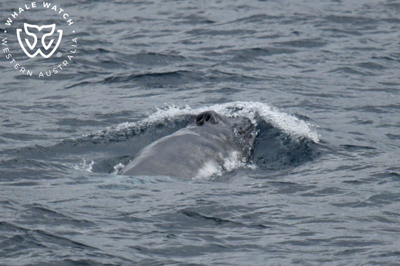 Whale Watch Western Australia