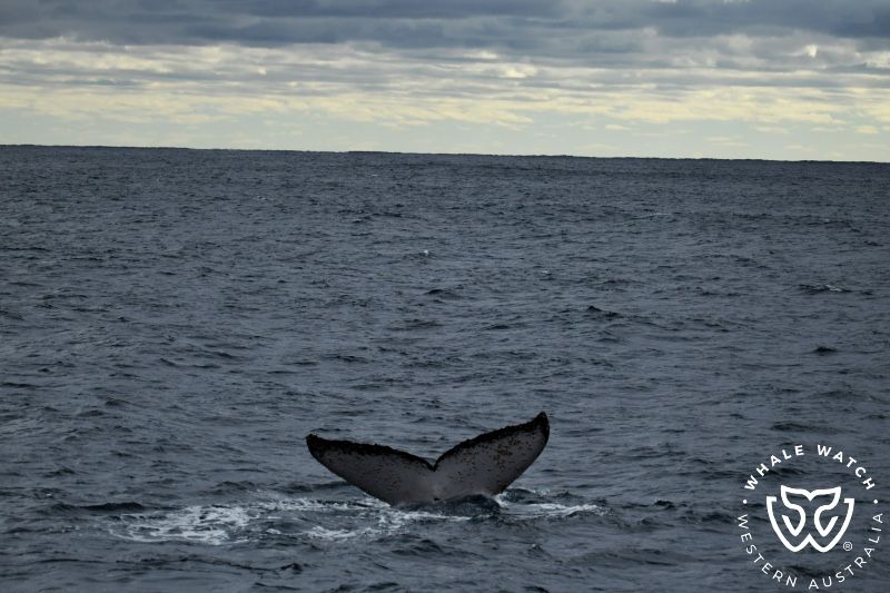 Whale Watch Western Australia