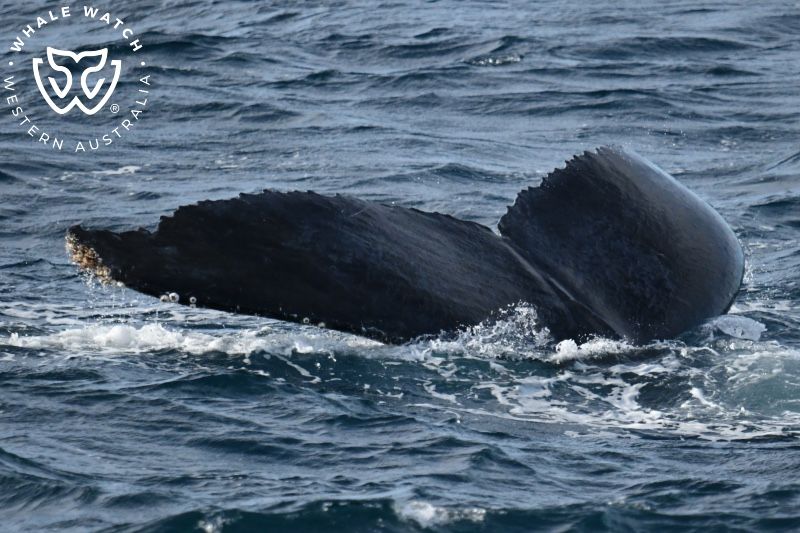 Whale Watch Western Australia