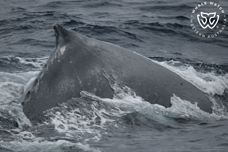 Whale Watch Western Australia