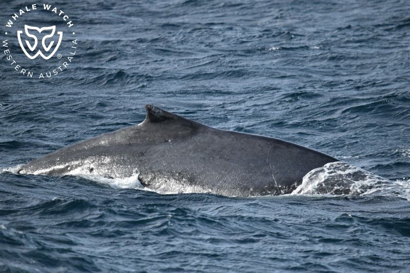 Whale Watch Western Australia