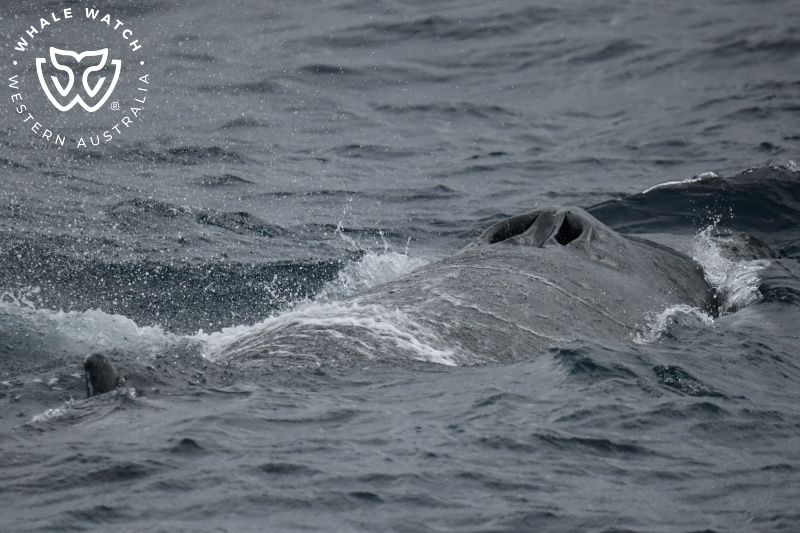 Whale Watch Western Australia