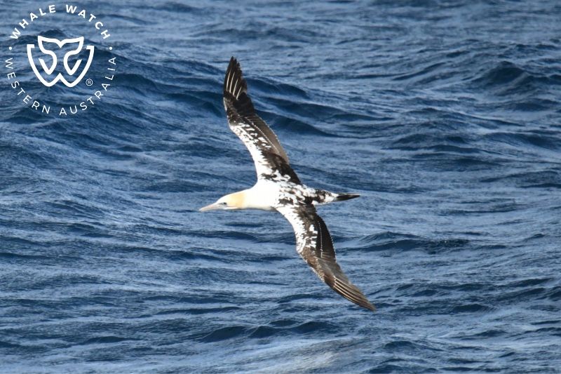 Whale Watch Western Australia