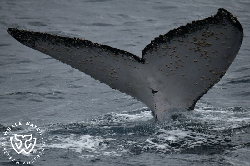 Whale Watch Western Australia