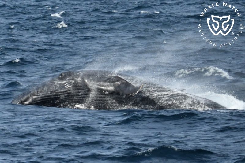 Whale Watch Western Australia