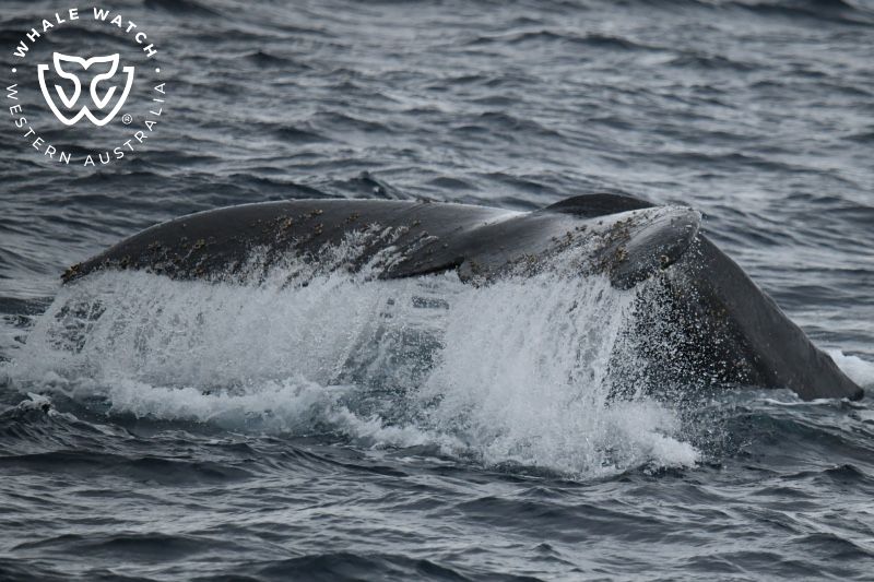 Whale Watch Western Australia