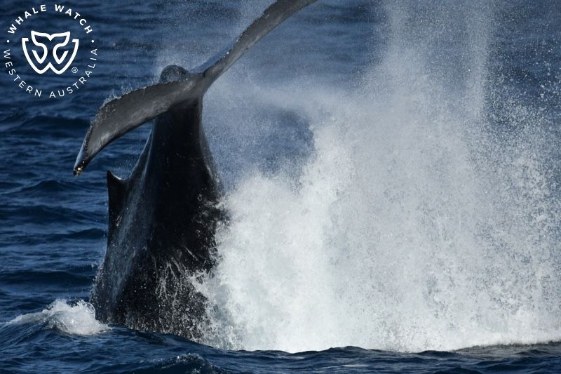 Whale Watch Western Australia