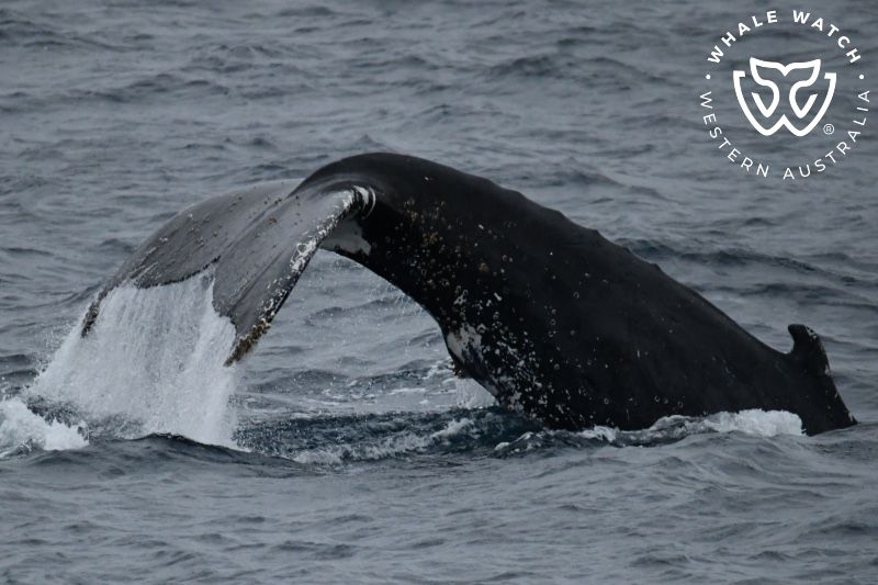 Whale Watch Western Australia