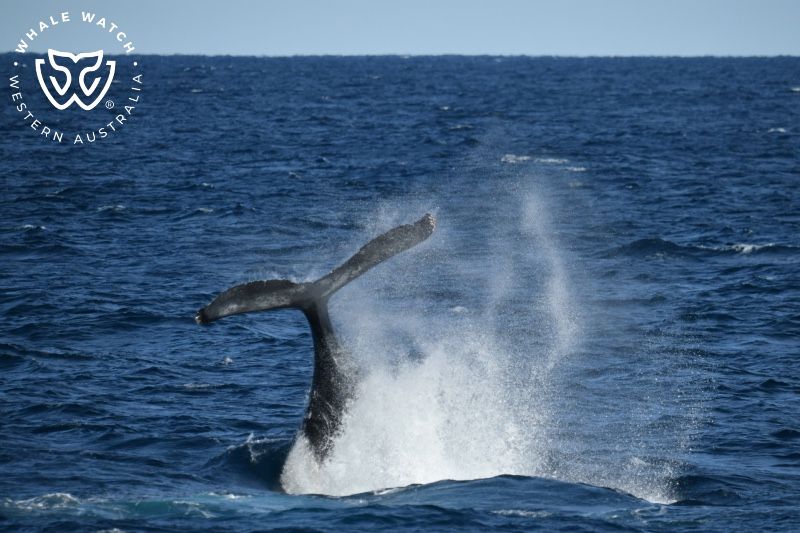 Whale Watch Western Australia