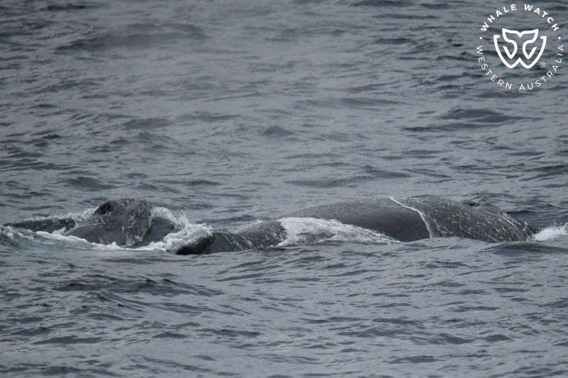 Whale Watch Western Australia