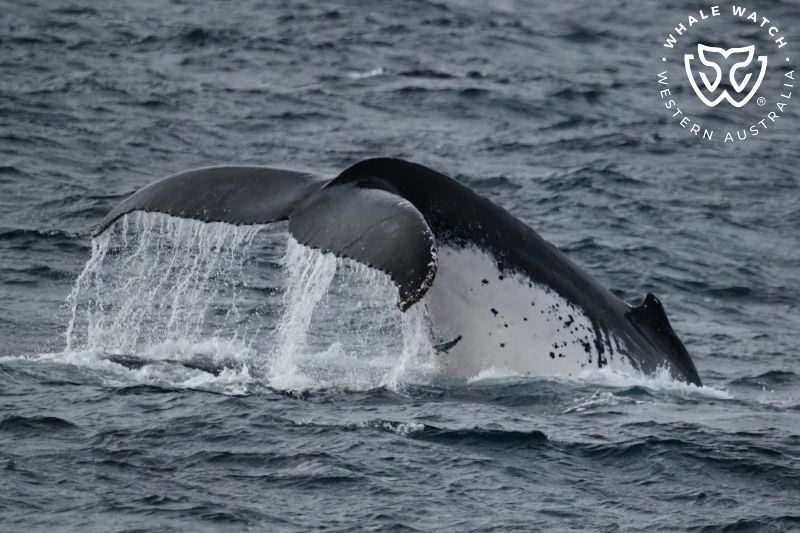 Whale Watch Western Australia