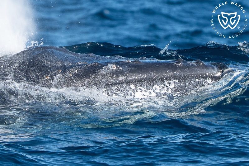 Whale Watch Western Australia