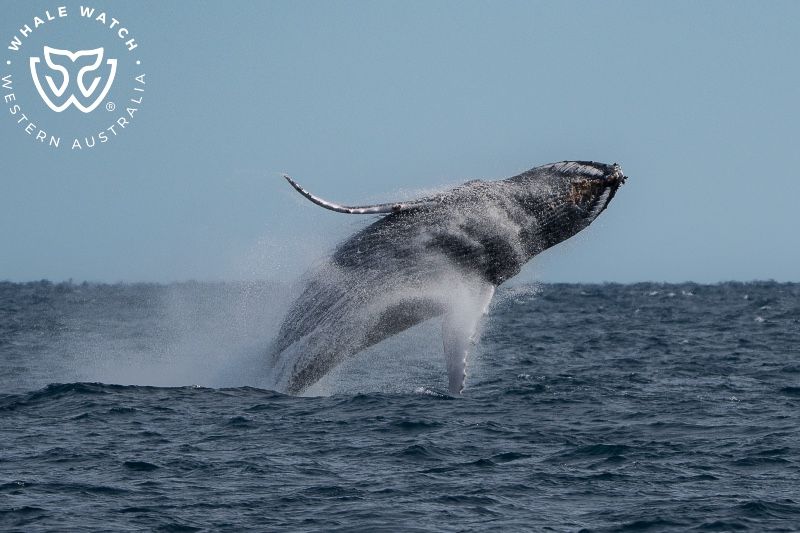 Whale Watch Western Australia