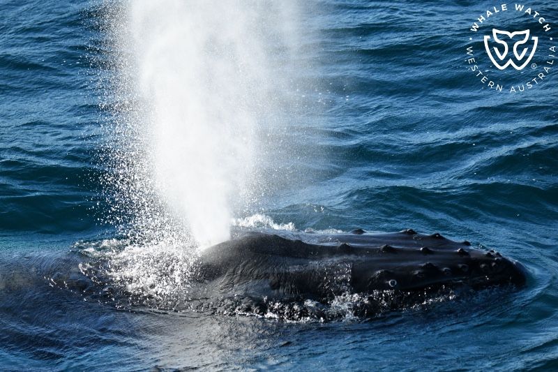 Whale Watch Western Australia