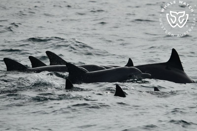 Whale Watch Western Australia