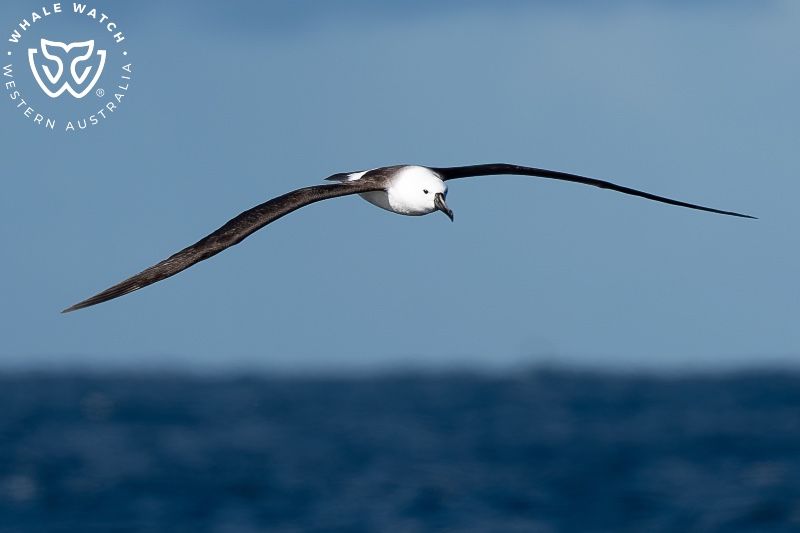 Whale Watch Western Australia