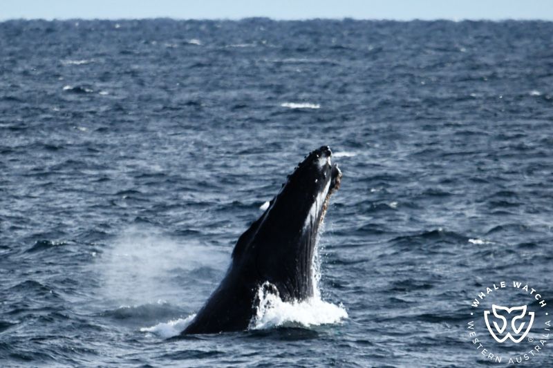 Whale Watch Western Australia
