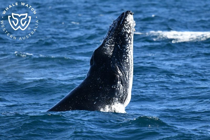 Whale Watch Western Australia
