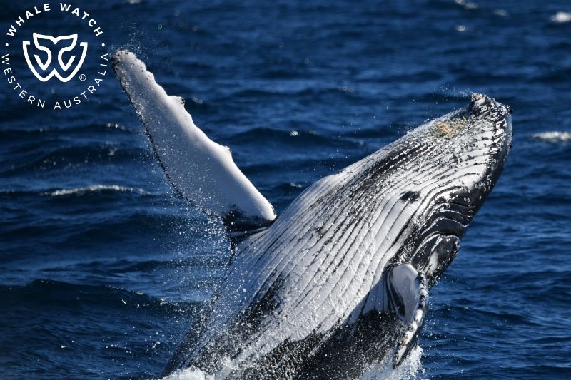 Whale Watch Western Australia