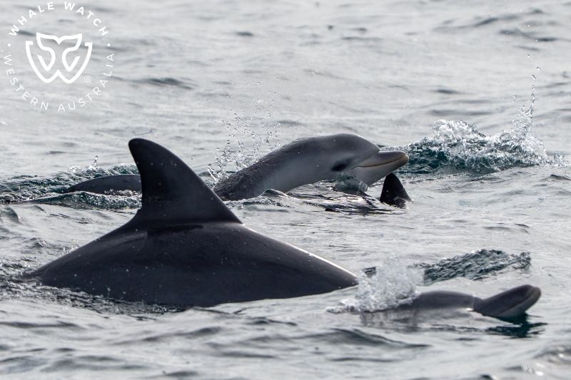 Whale Watch Western Australia