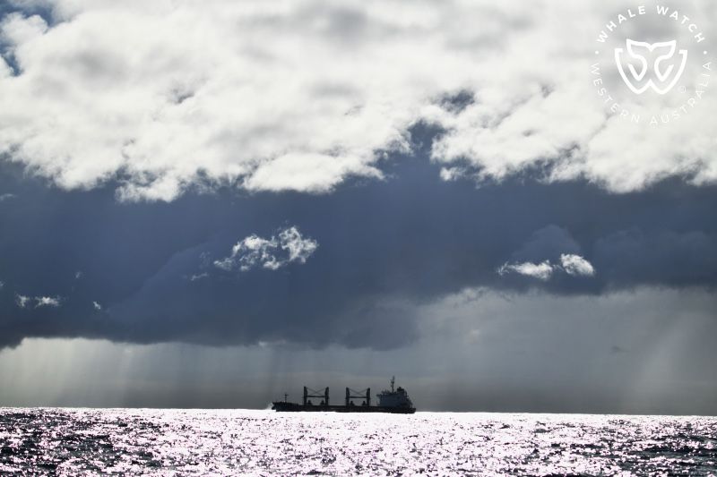 Whale Watch Western Australia