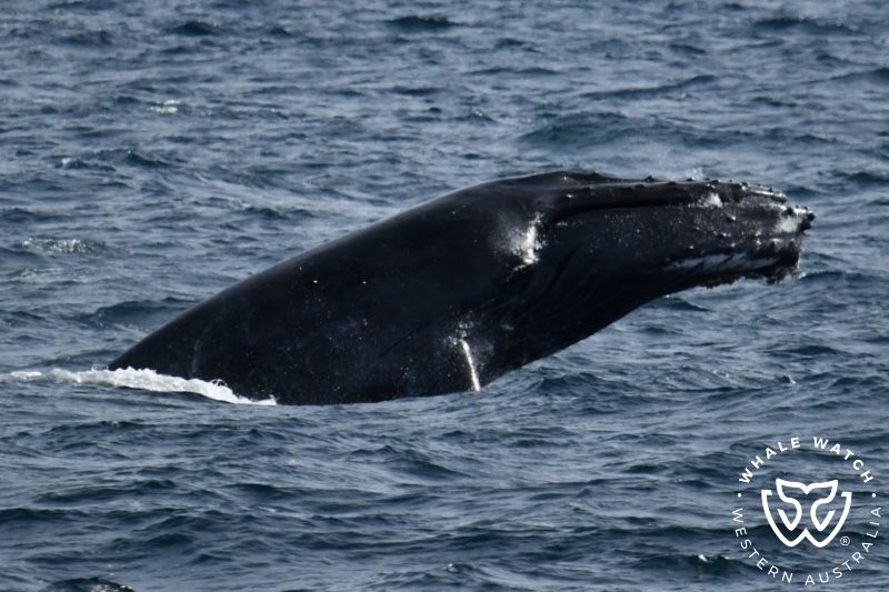 Whale Watch Western Australia