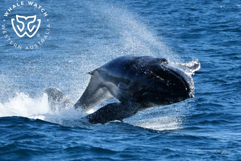 Whale Watch Western Australia