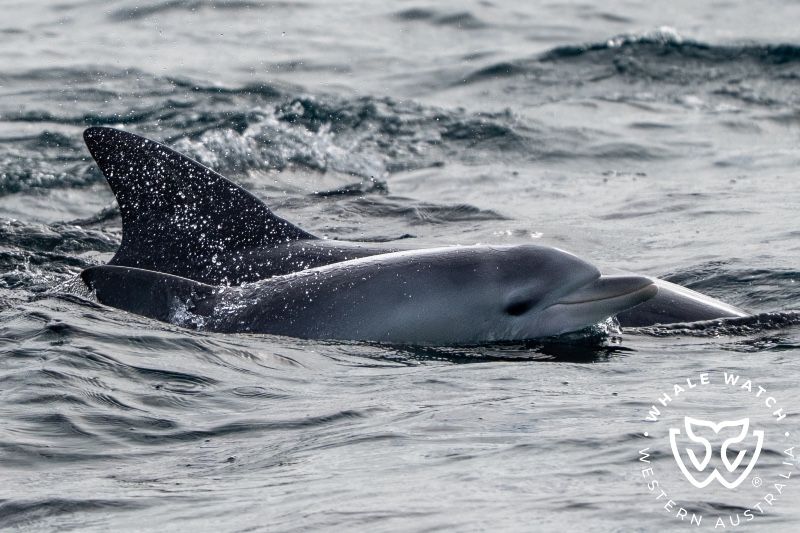 Whale Watch Western Australia