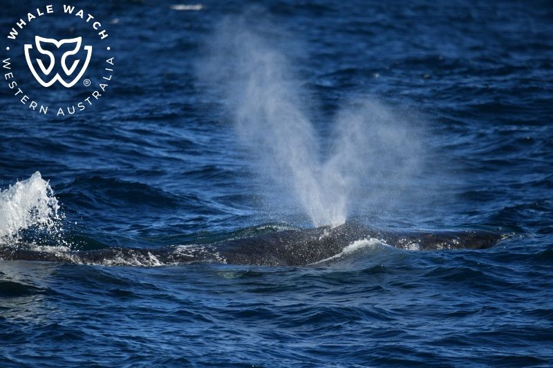 Whale Watch Western Australia