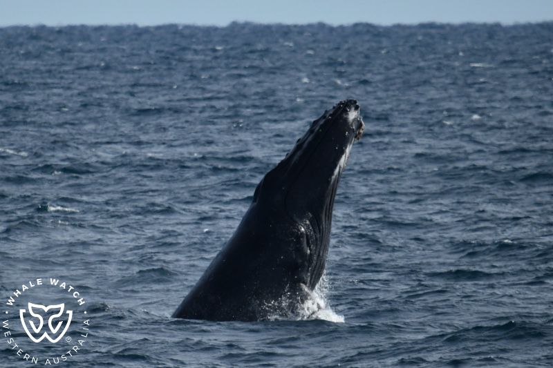 Whale Watch Western Australia