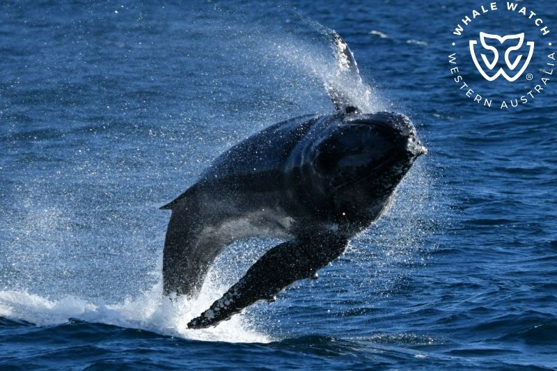 Whale Watch Western Australia