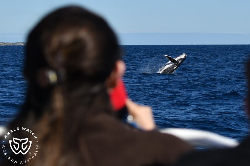 Whale Watch Western Australia
