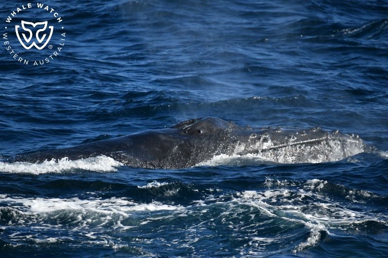 Whale Watch Western Australia