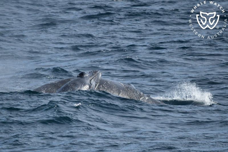 Whale Watch Western Australia