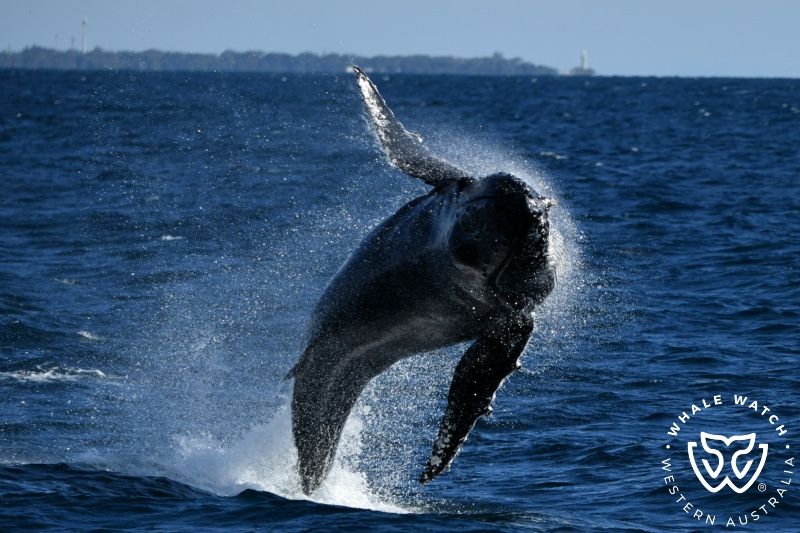 Whale Watch Western Australia