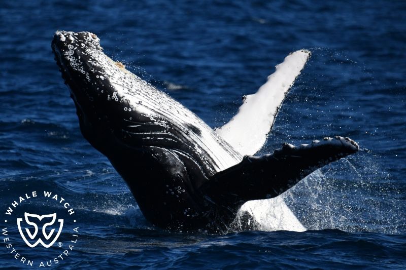 Whale Watch Western Australia