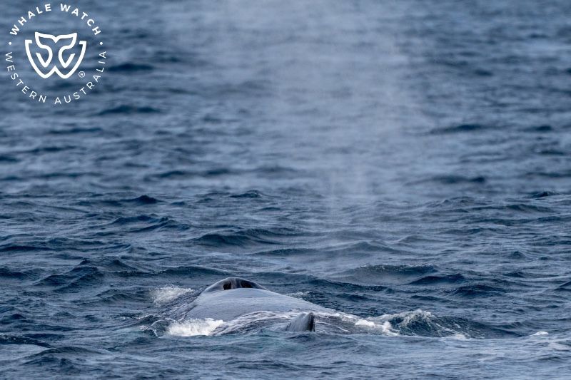 Whale Watch Western Australia