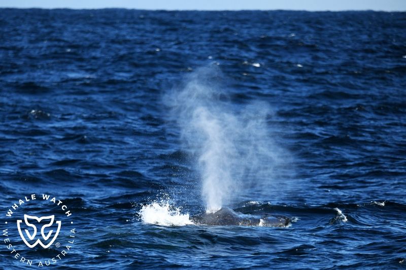 Whale Watch Western Australia