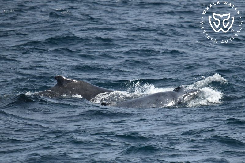 Whale Watch Western Australia