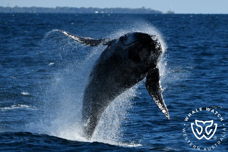 Whale Watch Western Australia