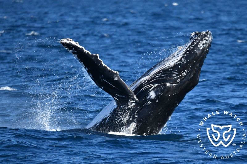 Whale Watch Western Australia