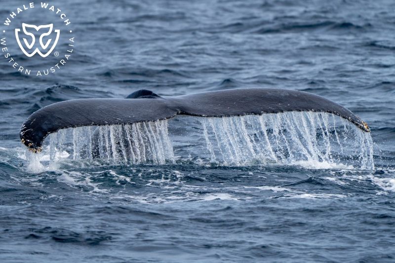 Whale Watch Western Australia