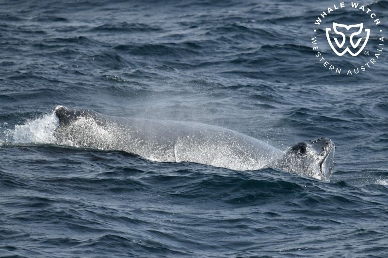 Whale Watch Western Australia