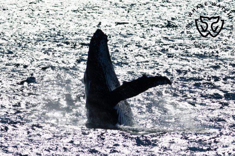Whale Watch Western Australia