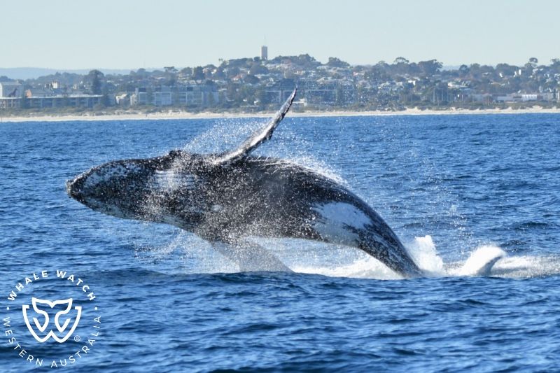 Whale Watch Western Australia