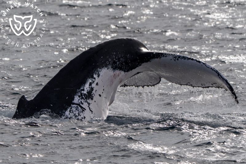 Whale Watch Western Australia